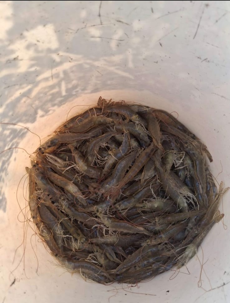 Shrimp Growth Stage Day 40