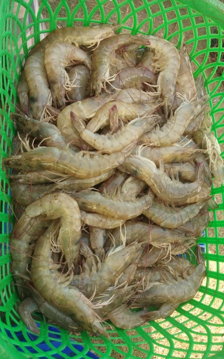 Shrimp Growth Stage Day 70